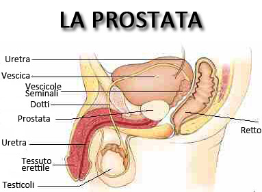 cosa significa avere una prostata ingrossata cosa significa avere una prostata ingrossata